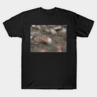 Seed pods T-Shirt